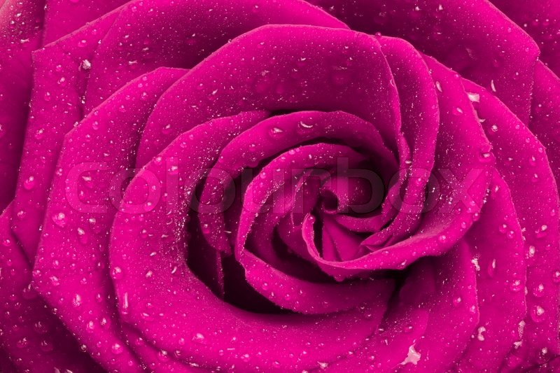Close up of pink rose Stock image Colourbox