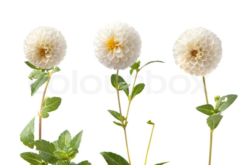 Beautiful white dahlias isolated on a | Stock image | Colourbox