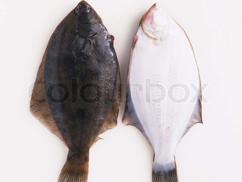 Fresh sole fishes Stock image Colourbox