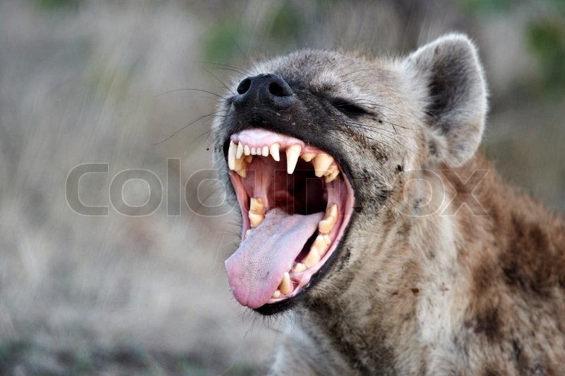 Spotted hyena | Stock Photo | Colourbox