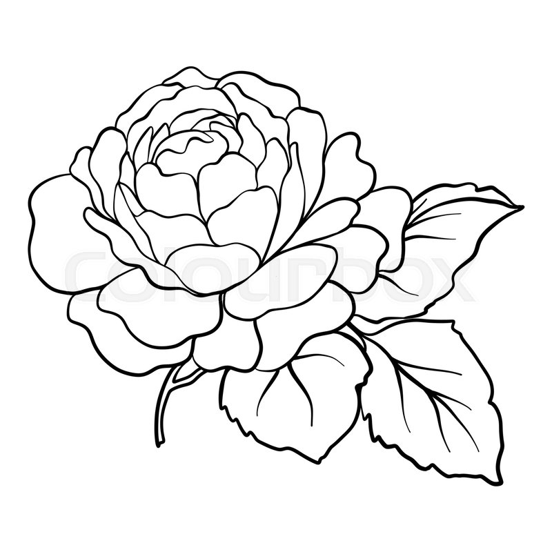 Free: Free Download - Simple Rose Drawing - nohat.cc