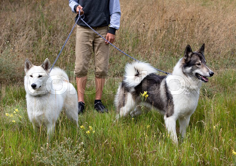 siberian hunting dog