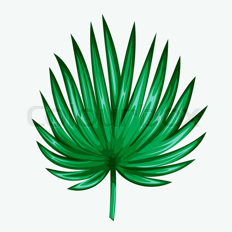 Anahaw Vector Green leaf of palm tree isolated on ... | Stock vector | Colourbox