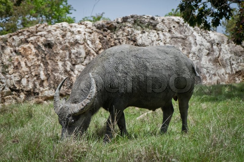 Water buffalo in Rinca Island, | Stock Photo | Colourbox