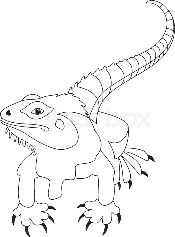 lizard vector illustration line drawing front side stock vector colourbox