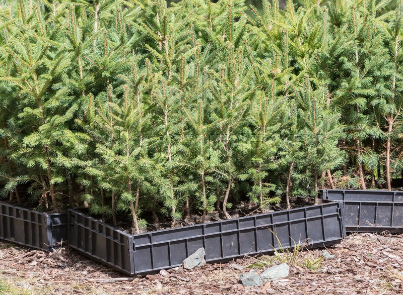 Small pine trees waiting to be planted ... | Stock image | Colourbox
