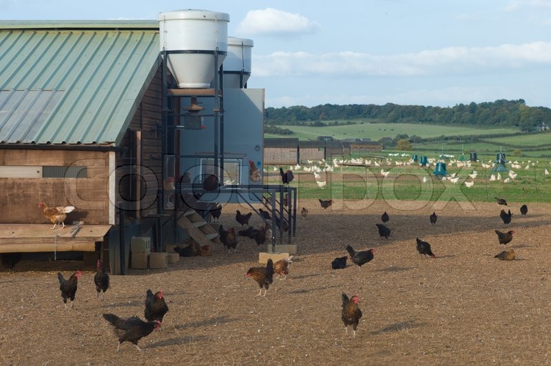 Freilandhaltung Huhn auf einem Bauernhof | Stock Bild | Colourbox