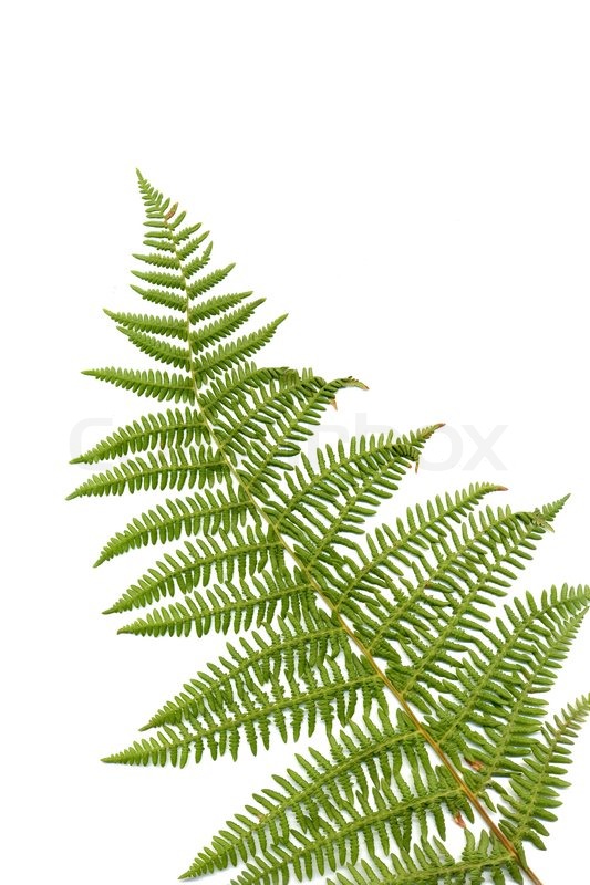 fern tree leaves fern