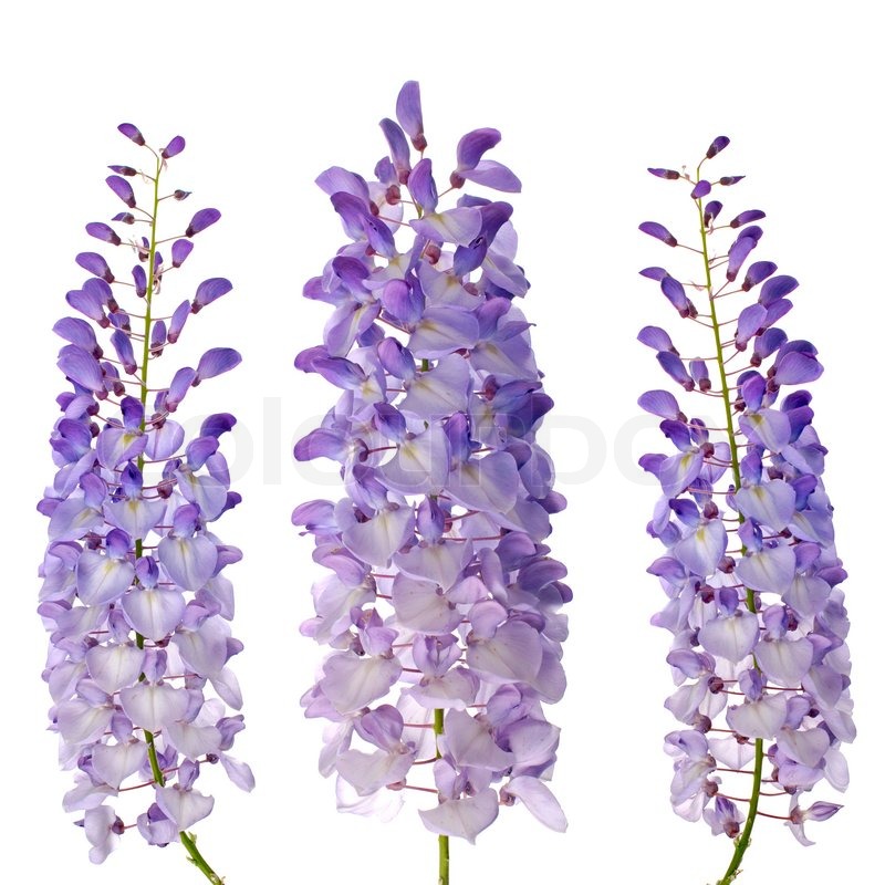 Purple wisteria flowers isolated on white background | Stock Photo | Colourbox