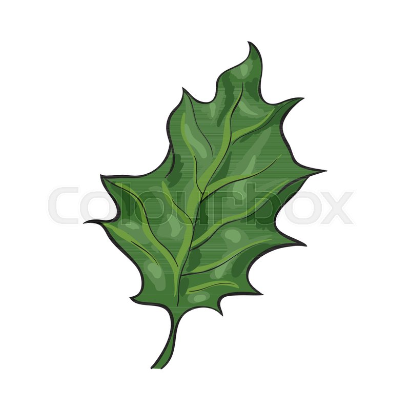 hand drawn green mistletoe leaf christmas decoration element sketch style vector illustration on white background realistic hand drawing of green - Mistletoe Christmas Decoration hand drawn green mistletoe leaf christmas decoration element sketch style vector illustration on white background realistic hand drawing of green - Mistletoe Christmas Decoration