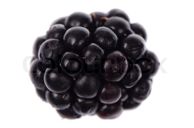 Single Blackberry Isolated On A White Background Stock Photo Colourbox