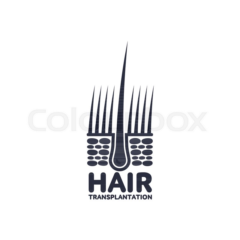 Hair Follicle In Hair Bulb With Human Stock Vector Colourbox