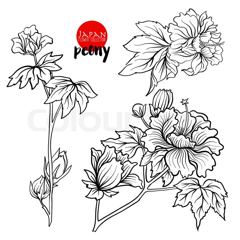 japanese flower drawing