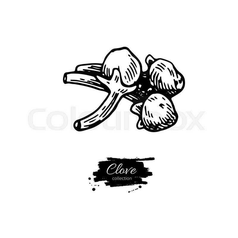 Clove vector drawing. Hand drawn Stock vector Colourbox