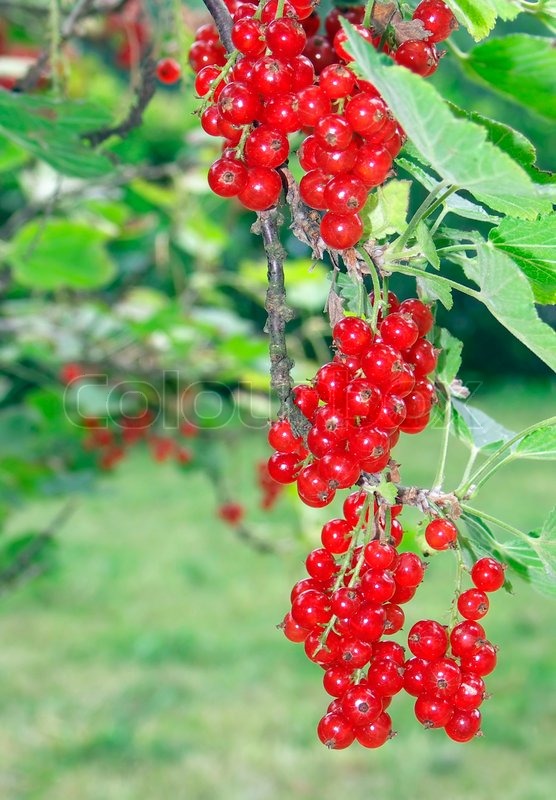 Strauch rote Johannisbeeren Stock Bild Colourbox