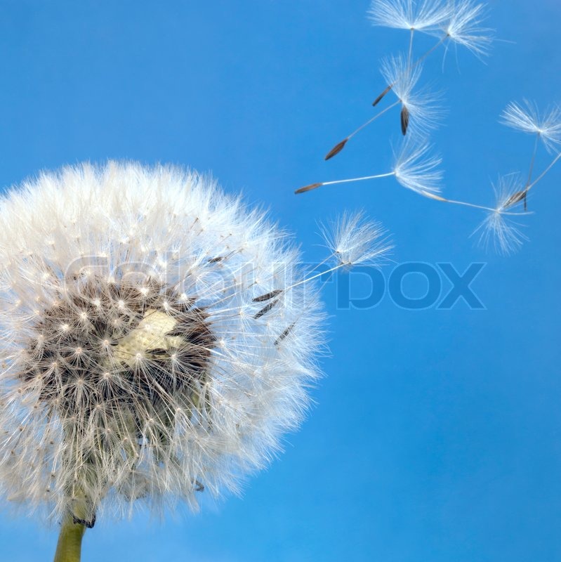 dandelion blowball and flying seeds stock photo colourbox