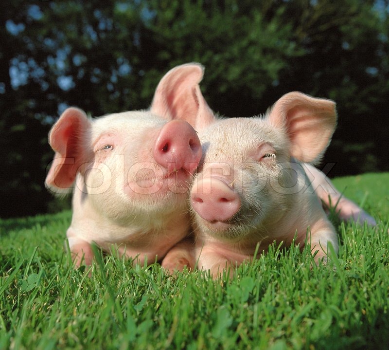 Pigs grazing on the grass field Pigs ... | Stock image | Colourbox