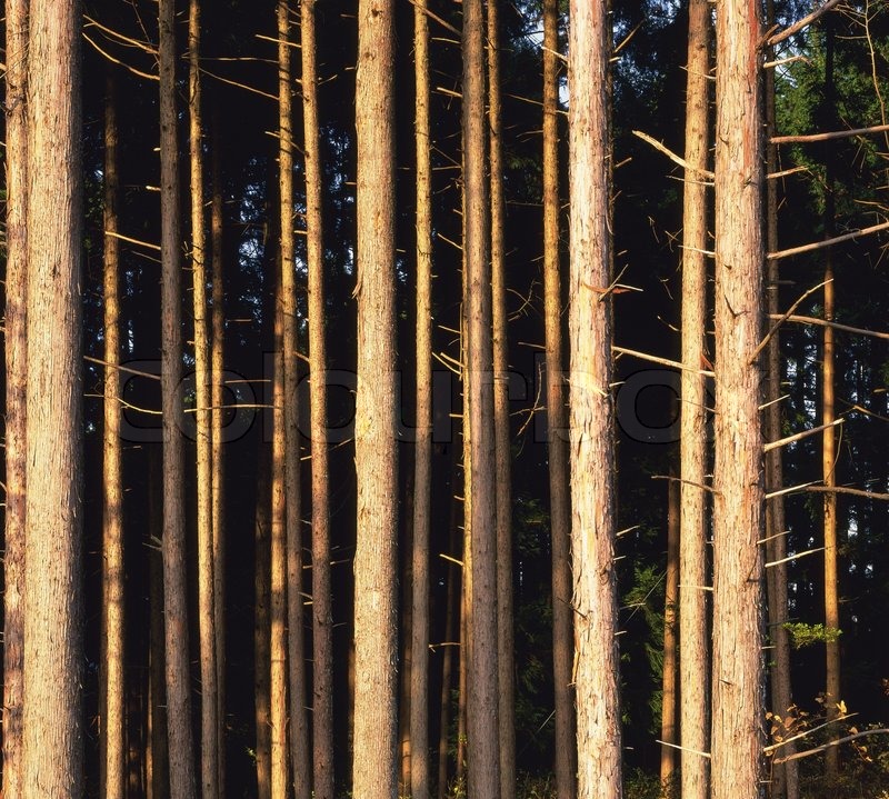 Close up a Forest can be used as Stock image Colourbox