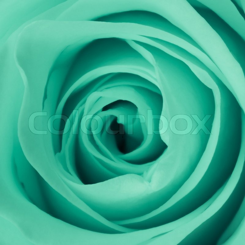 Close up of green rose petals Stock image Colourbox