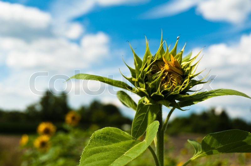 Fresh and closed sunflower about to Stock image Colourbox