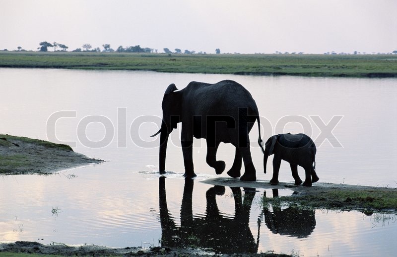 Big Elephant And Small Elephant