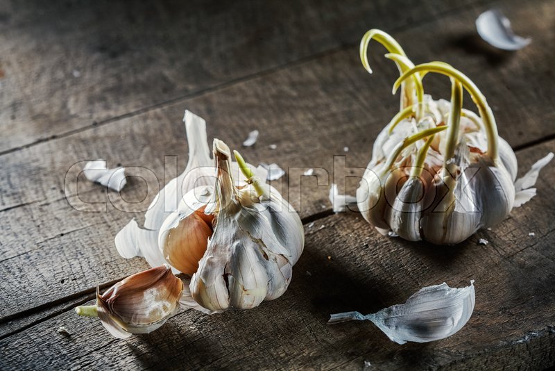 Two bulbs of sprouting old garlic on an Stock image Colourbox