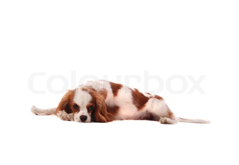 A Cavalier King Charles Spanial Puppy Stock Image Colourbox