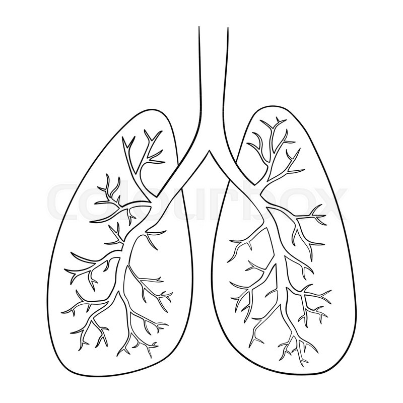 Vector illustration of lungs. Doodle | Stock Vector | Colourbox