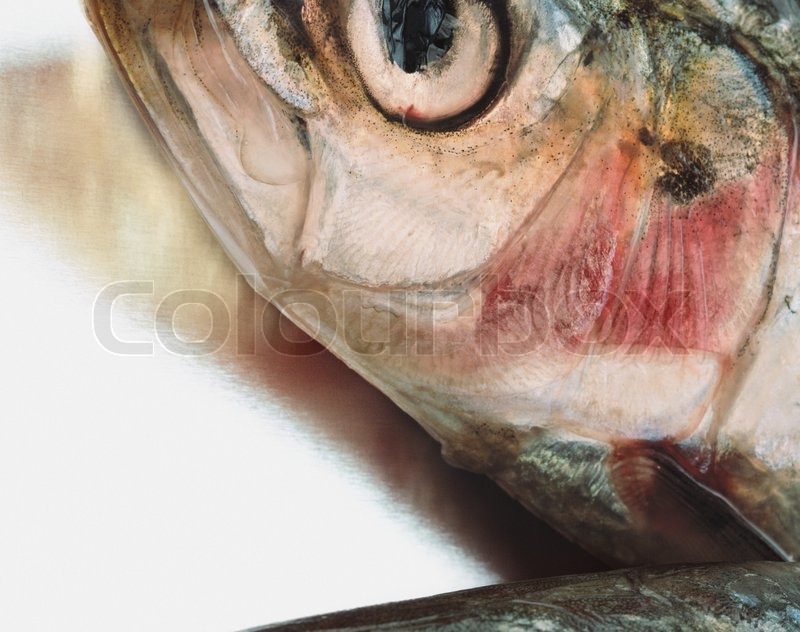Closeup image of sardine heads Stock Photo Colourbox