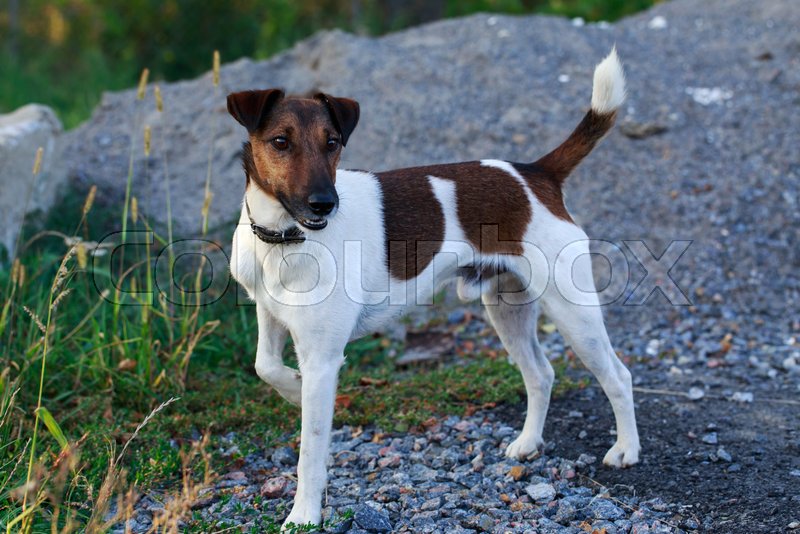 Dog Breed Smooth Haired Fox Terrier On Stock Image Colourbox