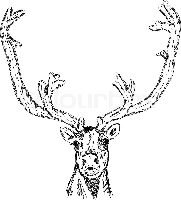 vector cariboo portrait isolated on background stock vector colourbox
