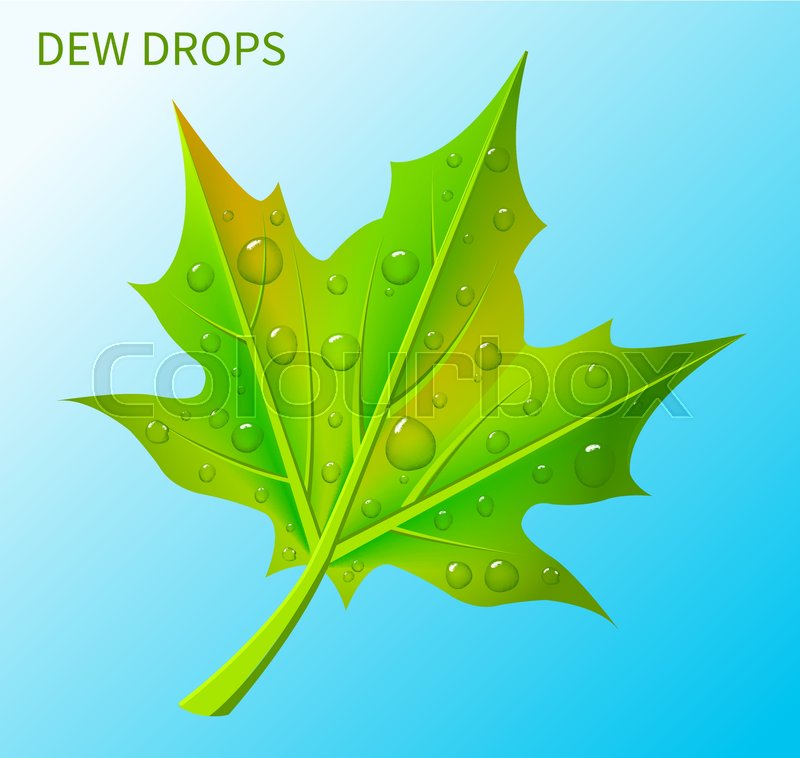 Dew Drops On Green Leaf Isolated On Stock Vector Colourbox