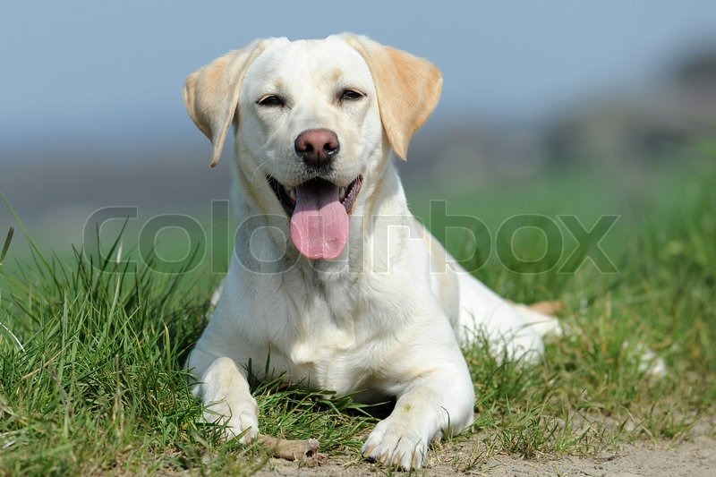 blond labrador retriever