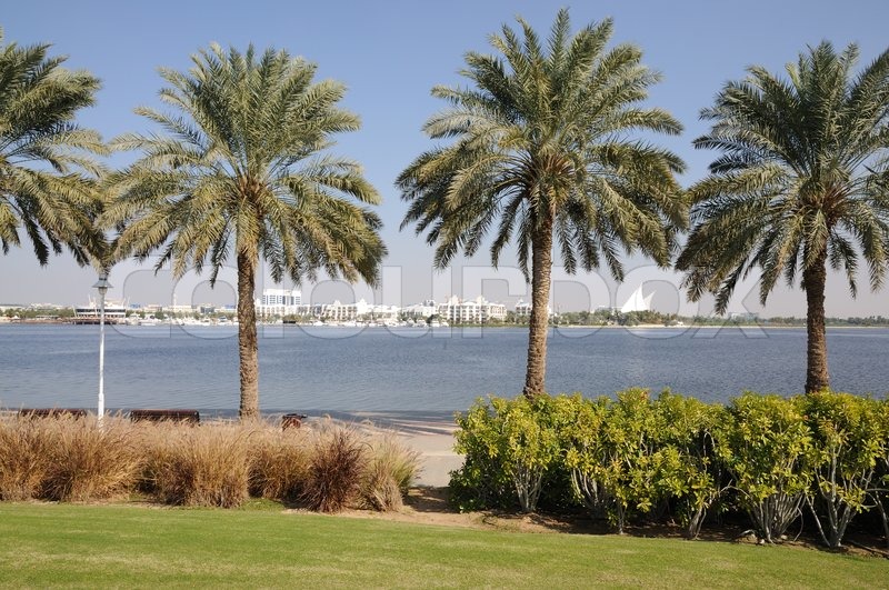 Palm Trees at Dubai Creek, United Arab Emirates Stock Photo Colourbox