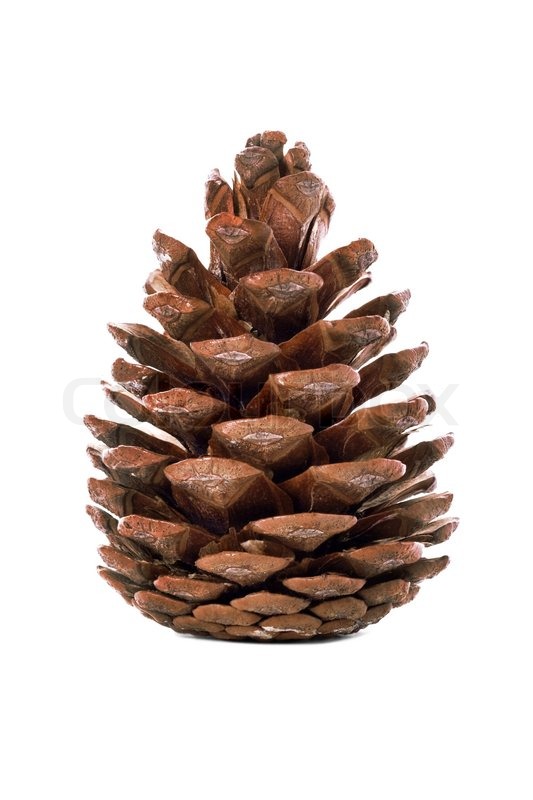pine cone on the white background stock photo colourbox pine cone on the white background stock photo colourbox