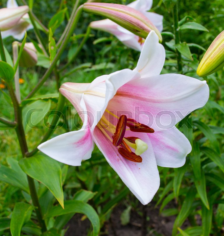 Lilies Madonna Lily Lily White Stock Image Colourbox