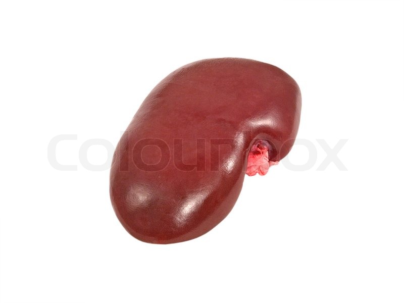 Pig kidney isolated on a white Stock image Colourbox