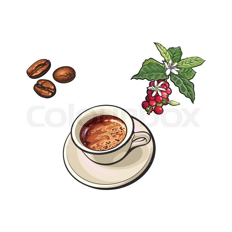 Stock Vector Of Sketch Hand Drawn Fried Black Coffee Beans Tree Branch Stock Vector Of Sketch Hand Drawn Fried Black Coffee Beans Tree Branch