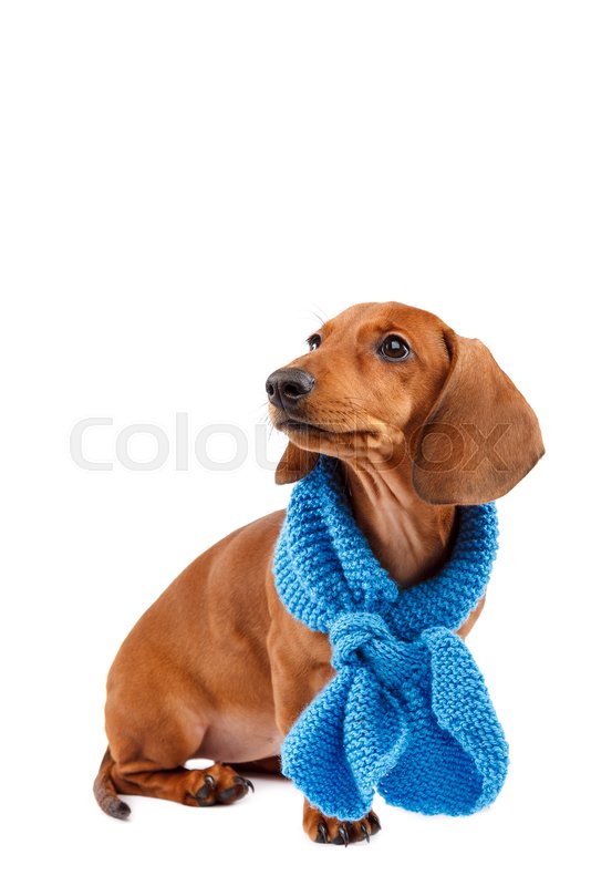 Puppy Breed Smooth Haired Dachshund Stock Image Colourbox