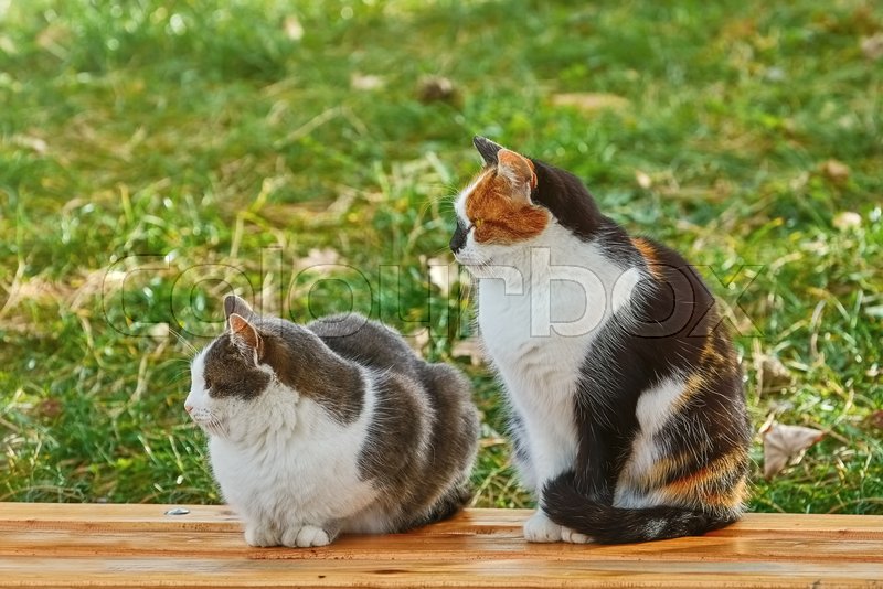 I have two cats. I have two cats
