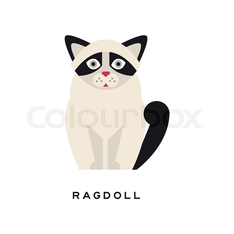 Cute Portrait Of Ragdoll Cat Isolated Stock Vector Colourbox