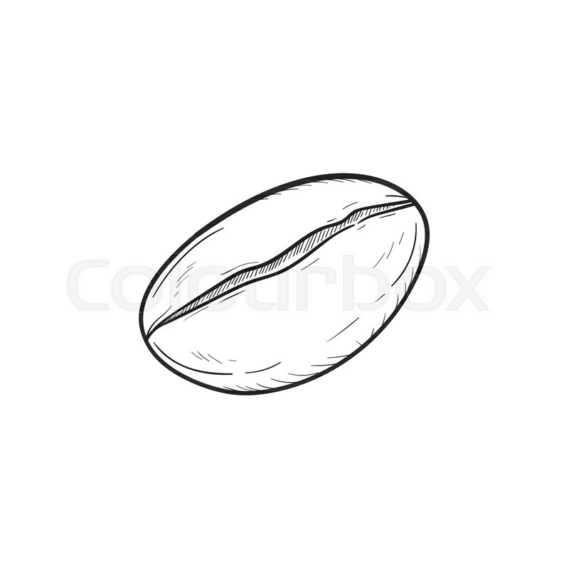 Vector Hand Drawn Coffee Bean Outline Doodle Icon Sketch Illustration For Print Web Mobile And Infographics Isolated On White Background Vector Hand Drawn Coffee Bean Outline Doodle Icon Sketch Illustration For Print Web Mobile And Infographics Isolated On White Background