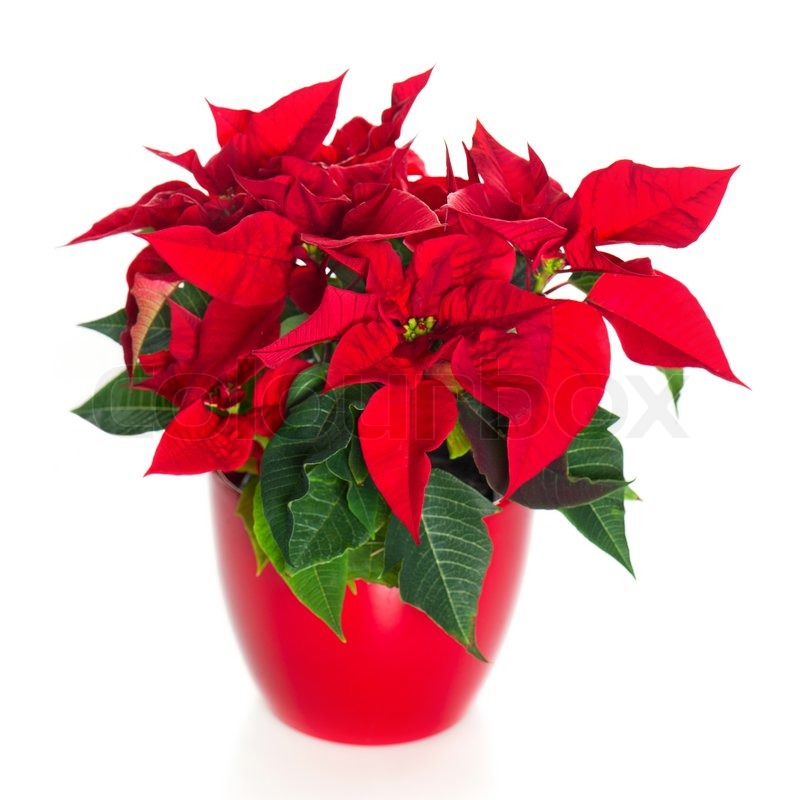 christmas red flower plant