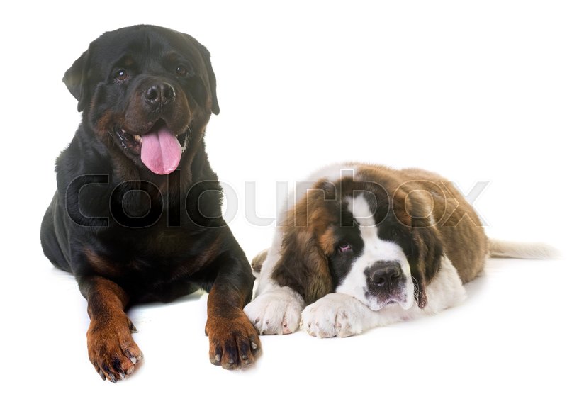 st bernard rottweiler