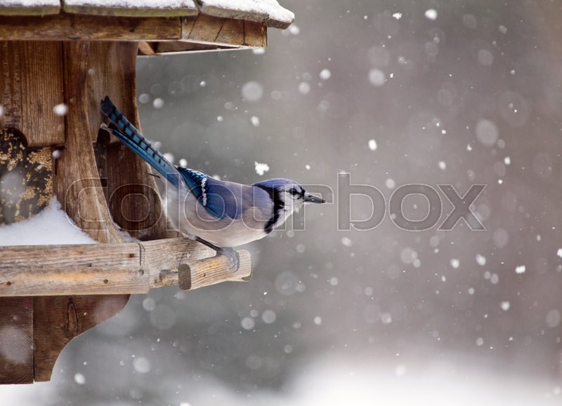 Blue Jay At Bird Feeder Winter Snow Stock Image Colourbox