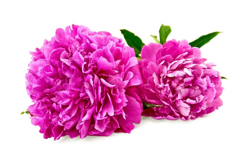 Zwei helle rosa Pfingstrosen mit grünem | Stock Bild | Colourbox