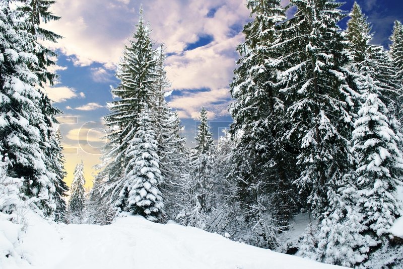 winter fir tree forest with snow covered trees and path snowy christmas vacations