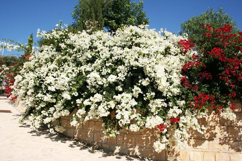 White Bougainvillea Wall White Bougainvillea Wall