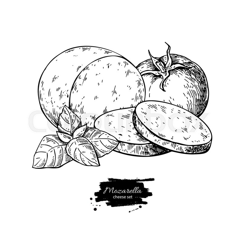 Mozzarella cheese vector drawing. Hand Stock vector Colourbox