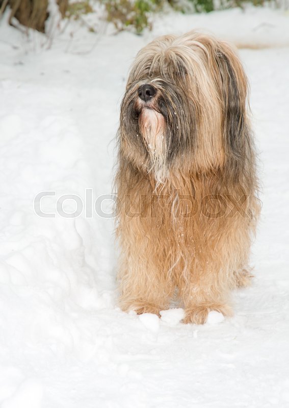 Long Haired Tibetan Terrier Dog Stock Image Colourbox